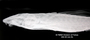 Loricaria filamentosa seminuda FMNH 55114 synt lath x